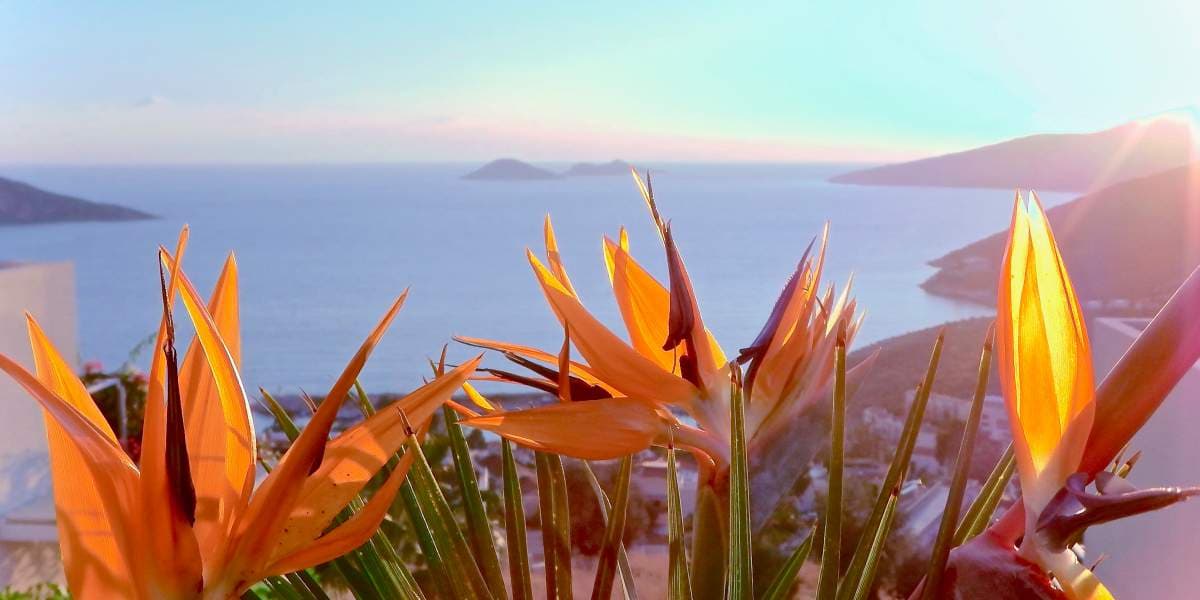 The Palms, image 3
